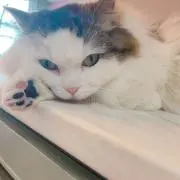 油淋鶏の画像