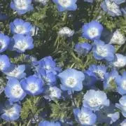 saの画像