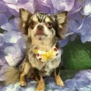 ひめ
