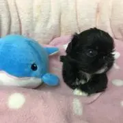ポン太の画像