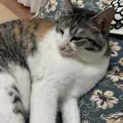 rinの画像