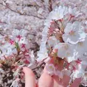 Asuの画像