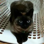 アイルの画像