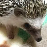 メルの画像