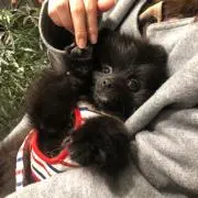 おーちゃん