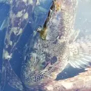 ちくわの画像