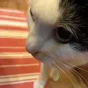 ちょびっとちょびちょうだいの画像