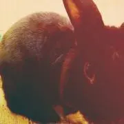 ポイ子の画像