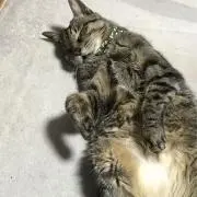 ゆきの画像