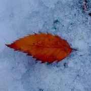 hed20の画像