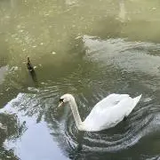 いすの画像