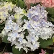 しゅーくりーむ
