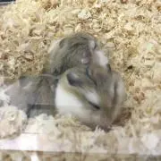 あき