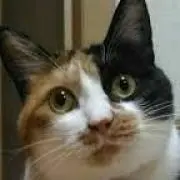 みけの画像