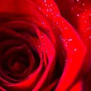 ROSE断捨離中※プロフィール見て下さい