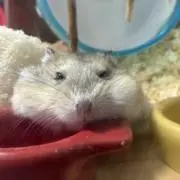 ぱんだ ※まとめ買い歓迎の画像