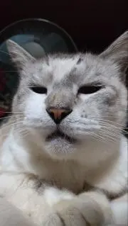 チラ之助