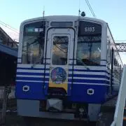 さかきの画像