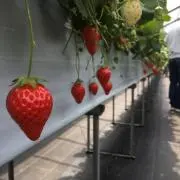 domiso☻の画像