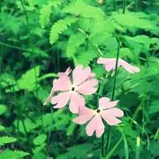 ちかっぱの画像