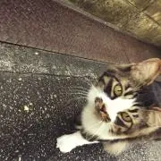 はるまきの画像