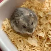 あみか