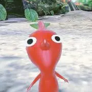 コッコの画像