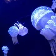 ayの画像
