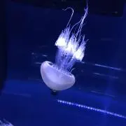 どんぐり