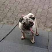 ぬぬたん(´ω｀)の画像