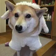 しばもふの画像