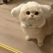 のんのんのんの画像