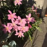 もとぼん