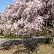 はる