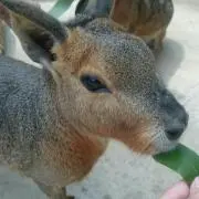 まお