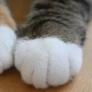 モエモエ