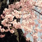 亥花の画像