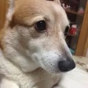 こぎまる❁¨̮