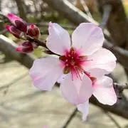 トミーの画像