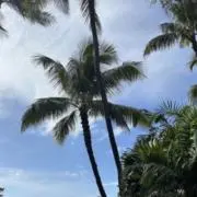 シェルシェル