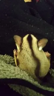 ももどらの画像