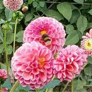 ゆきんこ☆の画像