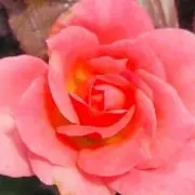 みみ