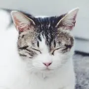 ぷににの画像