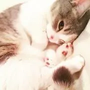 にゃああああの画像