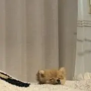 nicoの画像