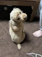 まーたんの画像