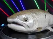 NKGコレクターの画像
