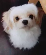 たかだの画像