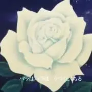 Rosaの画像